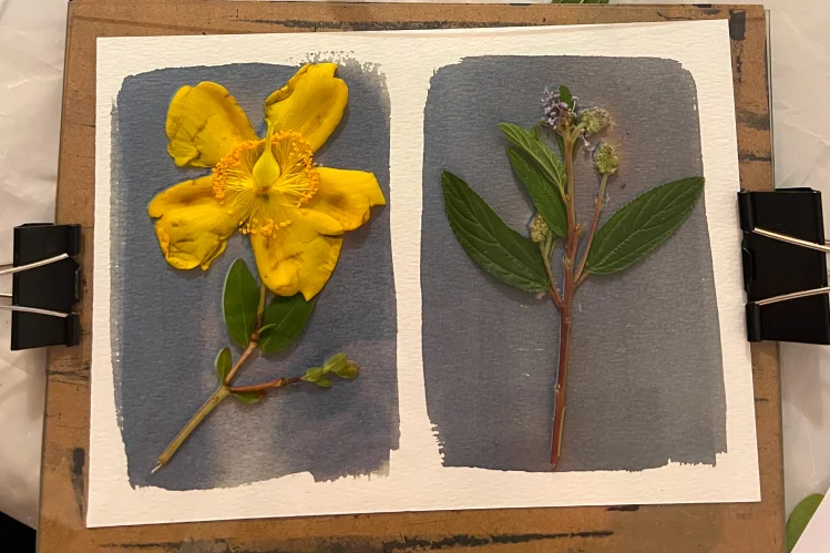 Gelbe und grüne Pflanzen auf Papier gepresst