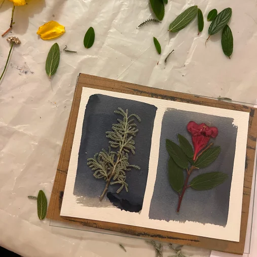 Zwei gepresste Pflanzen auf blauem Aquarellpapier