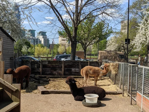 Lamas in einem Hintergarten, die Heu fressen