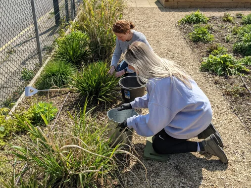 Zwei Frauen, die Sträucher pflegen or Zwei Frauen bei der Gartenarbeit an Sträuchern